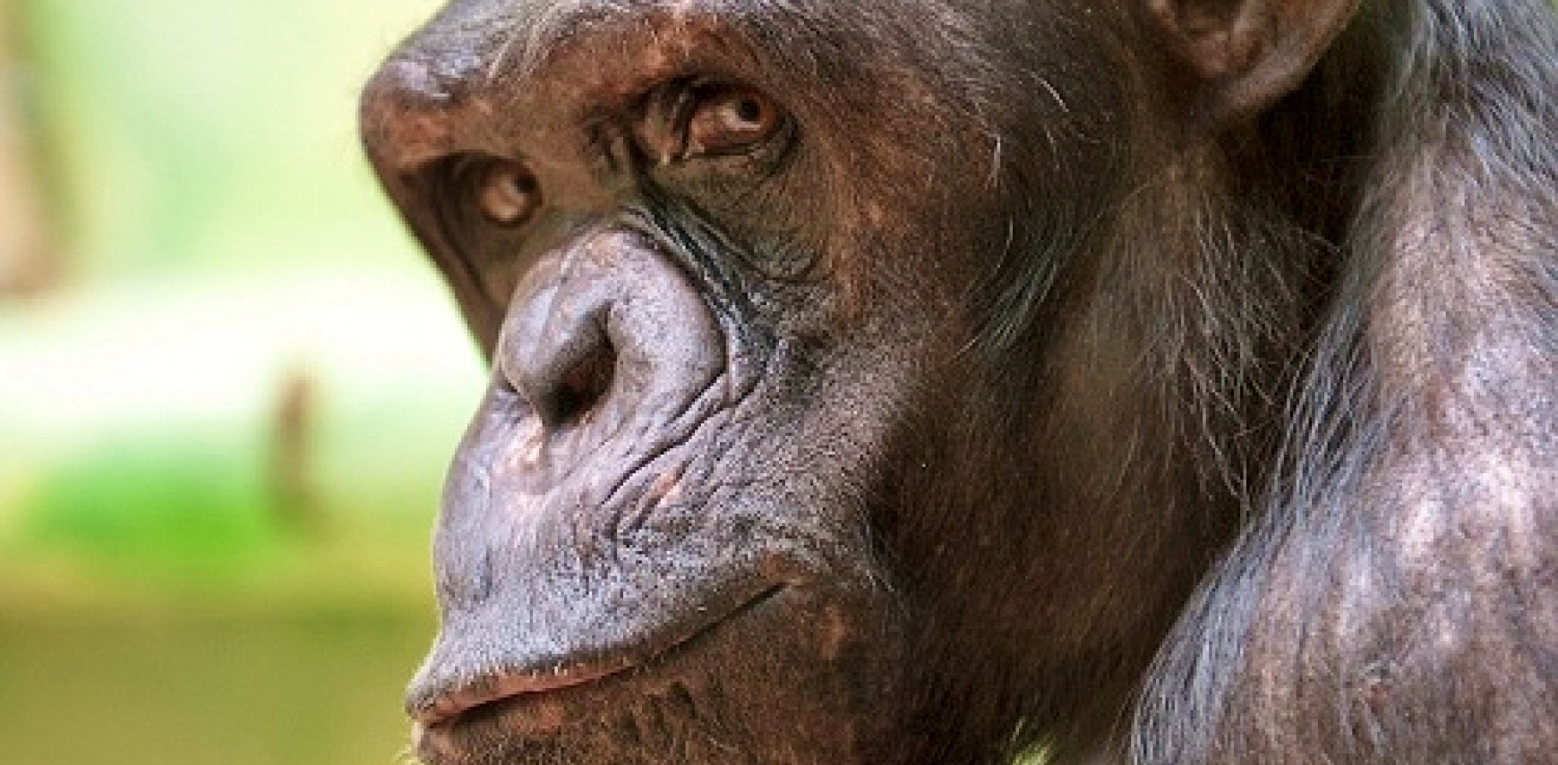 Environment modifies the DNA of chimpanzees and determines personality