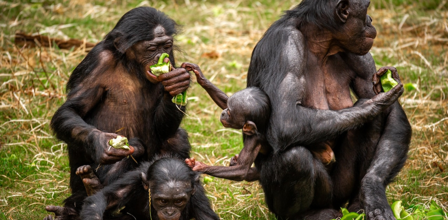 De mythe van de “vreedzame bonobo”: misschien minder waar dan we denken