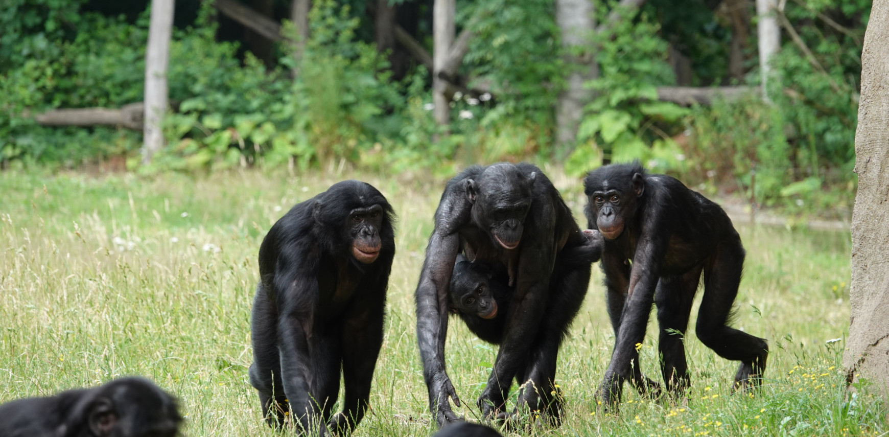 Body language of bonobos: How well can you recognise their signals?