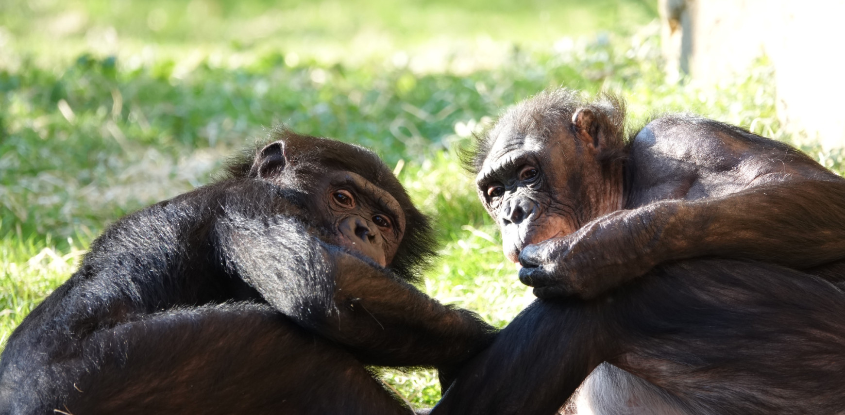 Helpt seks tegen stress? Bij bonobo’s alvast wel