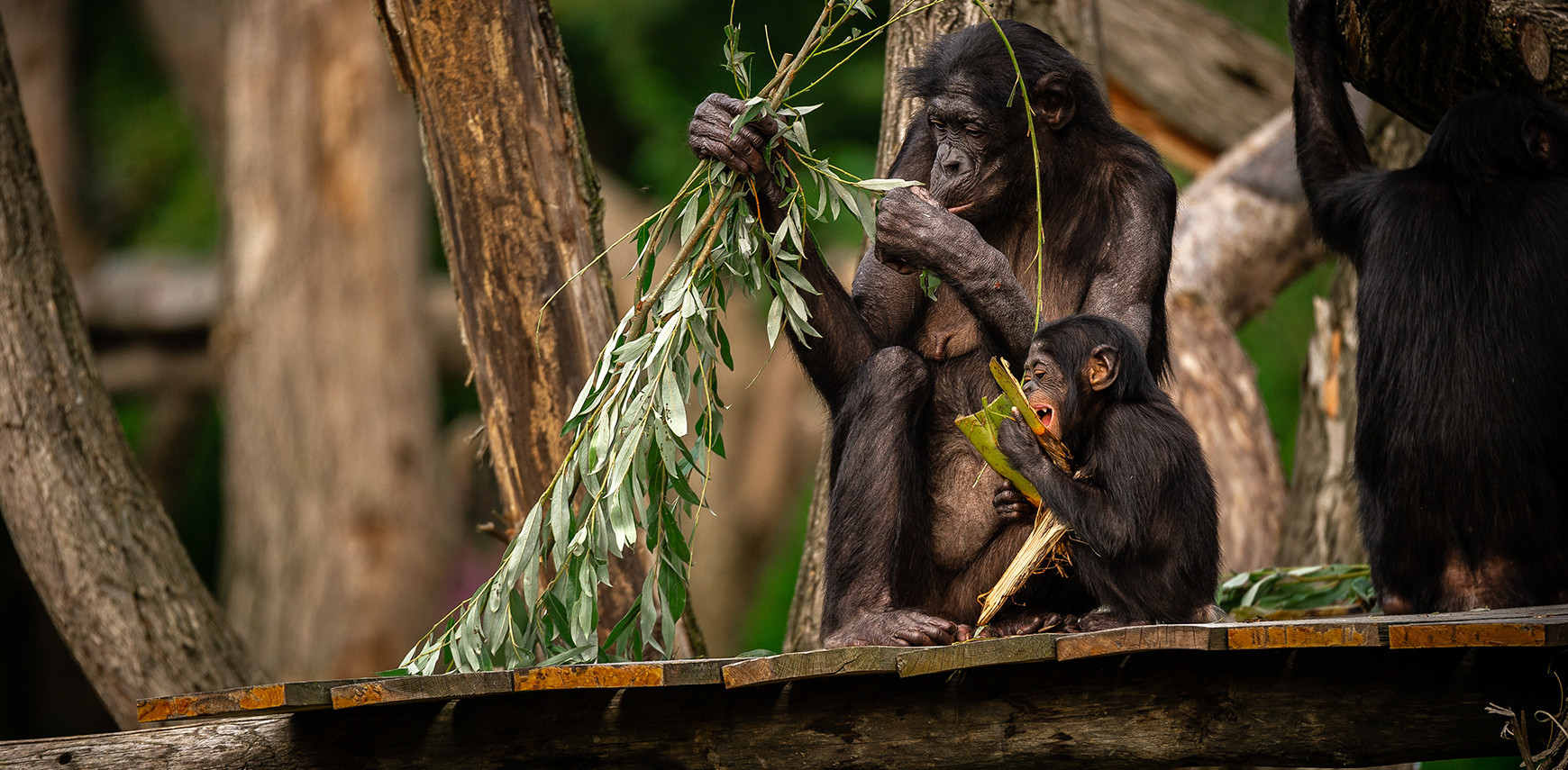 A database full of intestinal bacteria from bonobos