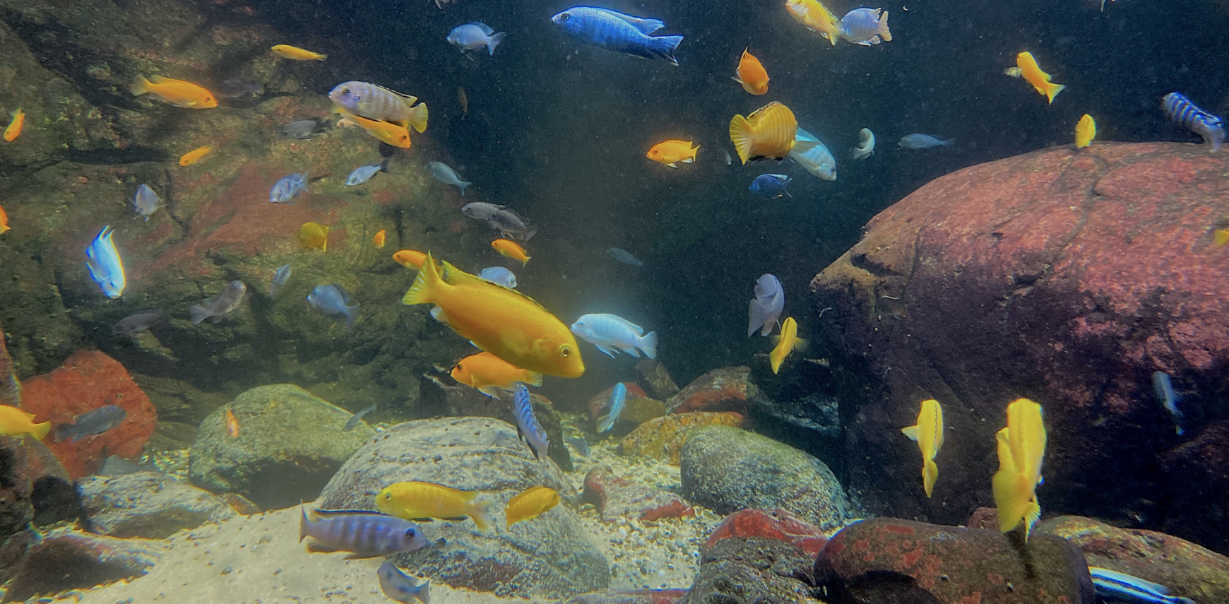 Lucky in love, across species boundaries?