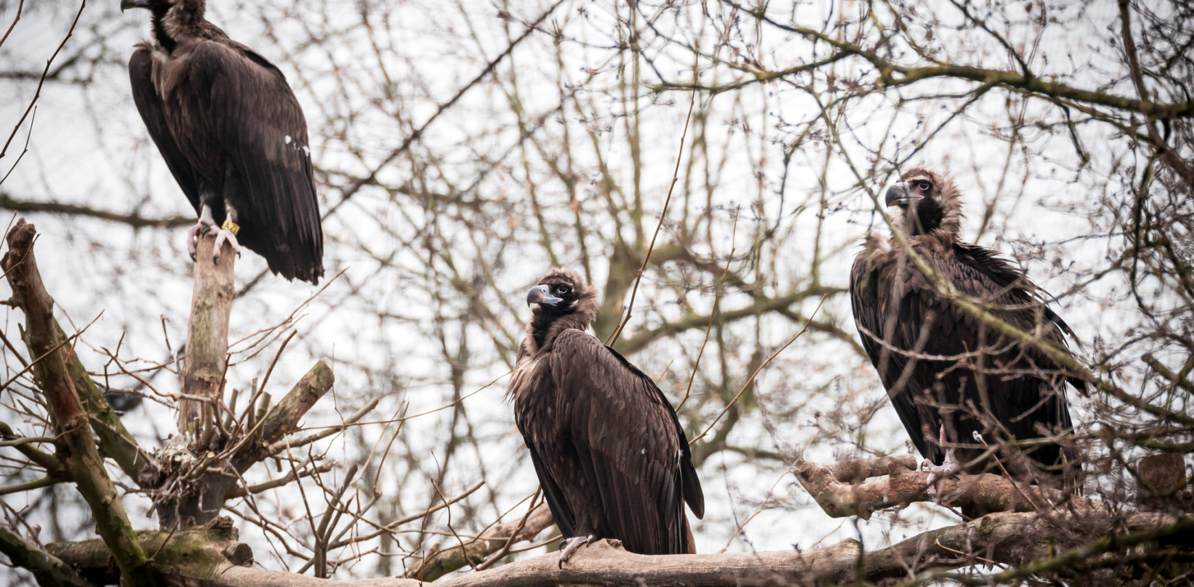 Environmental enrichment can improve the welfare of vultures