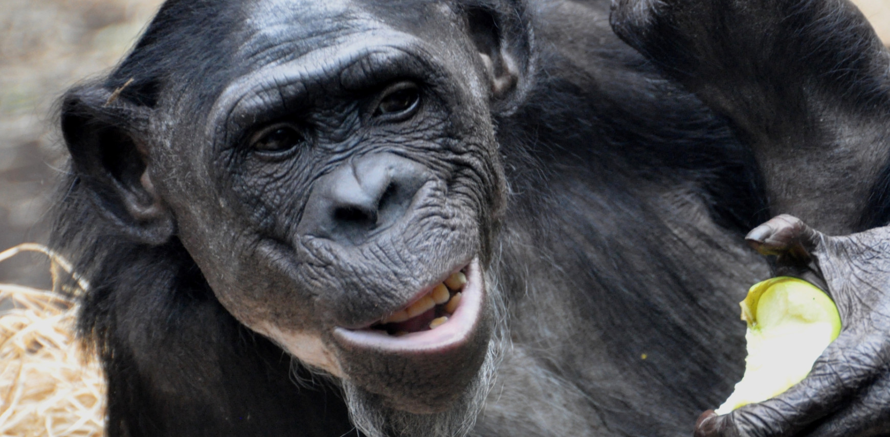 Slim bonobos have slim parents 