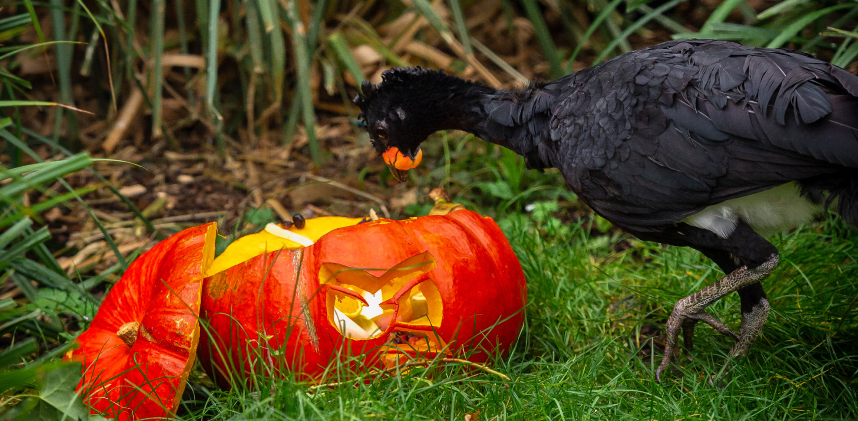 Why some birds fear the new: What a global study teaches us about neophobia