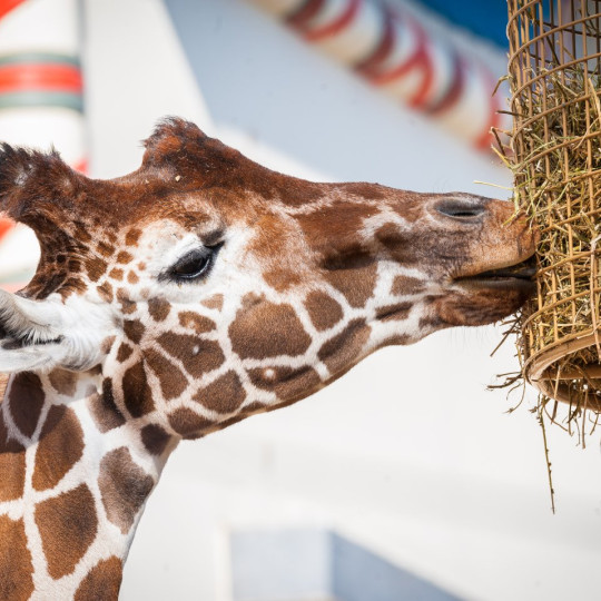 Geluk in de liefde, over de grenzen van de soort heen?