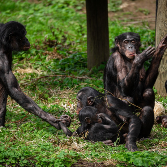 De mythe van de “vreedzame bonobo”: misschien minder waar dan we denken