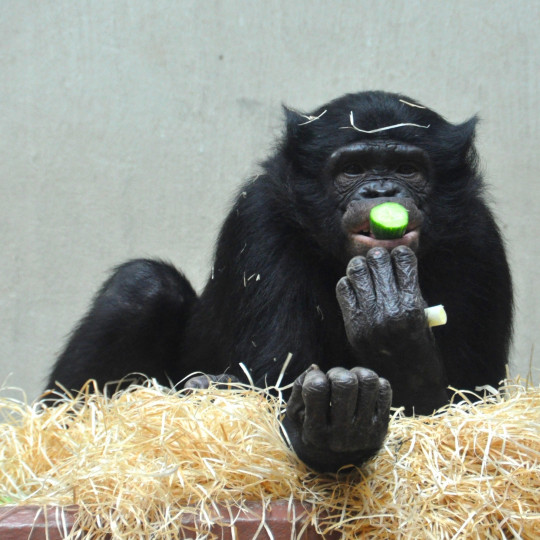 Slanke bonobo’s hebben slanke ouders