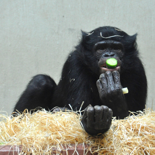 Slim bonobos have slim parents 