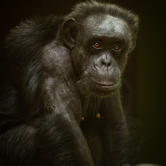 Environment modifies the DNA of chimpanzees and determines personality
