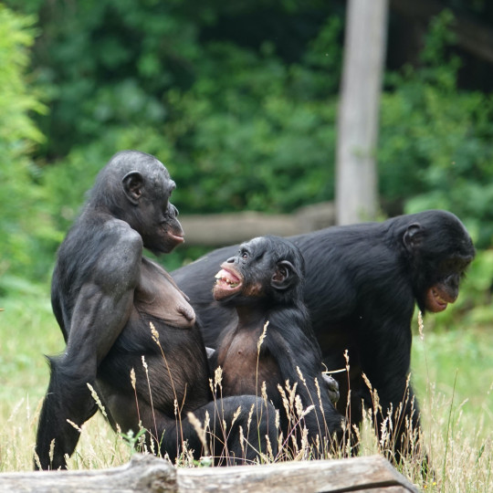 Helpt seks tegen stress? Bij bonobo’s alvast wel