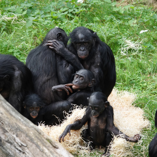 Body language of bonobos: How well can you recognise their signals?