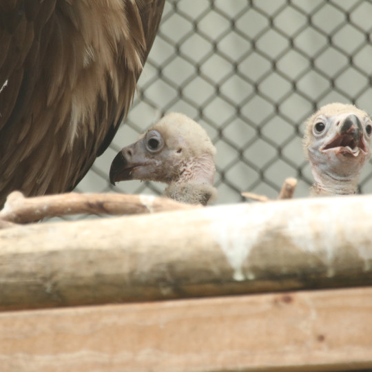 How monitoring vulture welfare can improve their breeding success and conservation