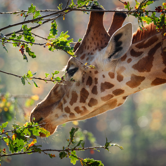 A Window into Barbie’s World: Zoo Animal Welfare indicators