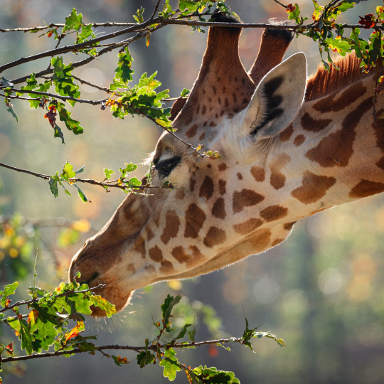 Een kijkje in Barbie’s wereld: welzijns-indicatoren in de ZOO