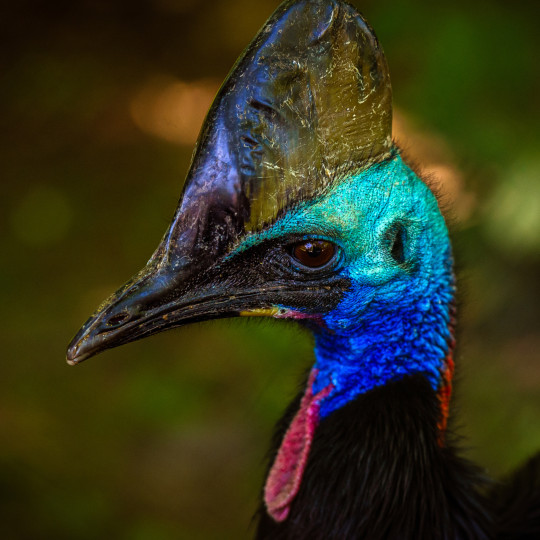 Why some birds fear the new: What a global study teaches us about neophobia