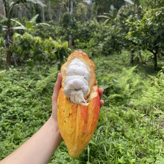 Schaduwbomen, wilde dieren en boeren: kan cacaoteelt goed zijn voor mens én natuur?