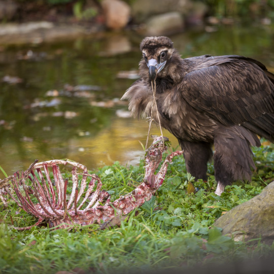 Environmental enrichment can improve the welfare of vultures