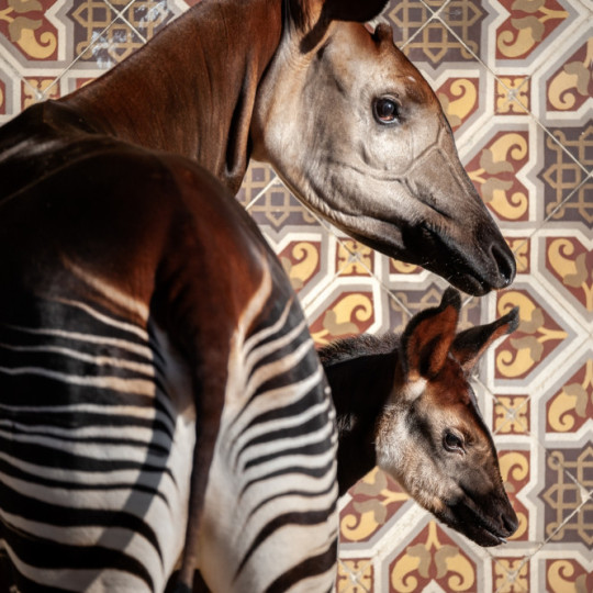 Dating voor okapi's