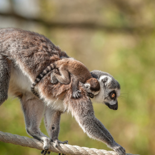 Dieren geven niets om design