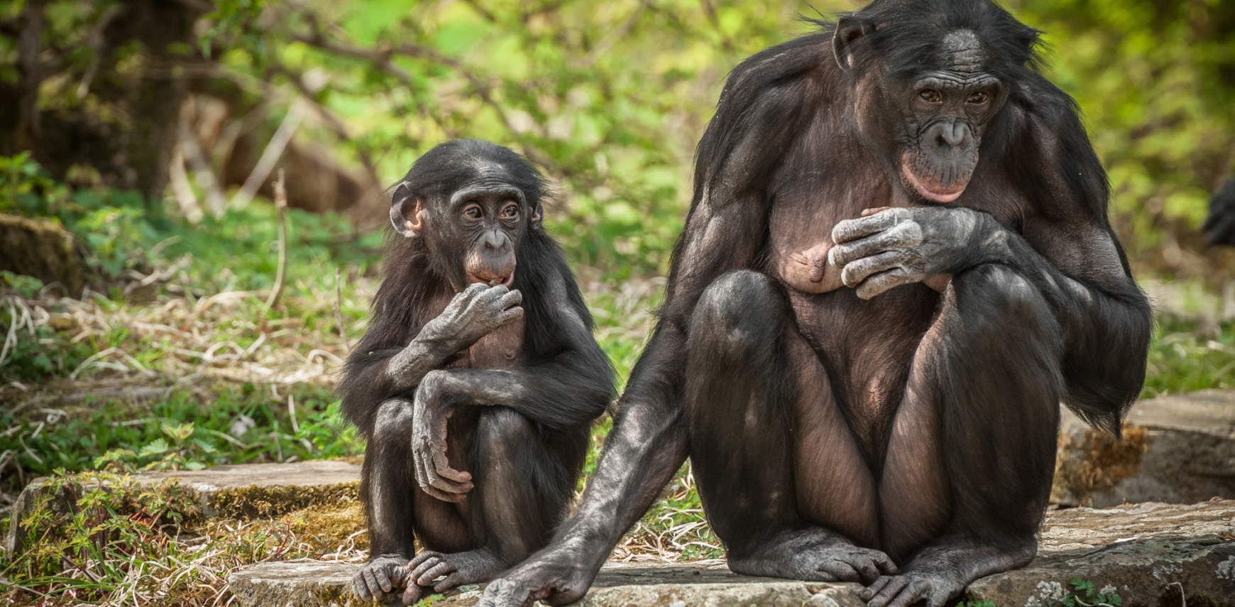 Bonobo research network symposium & CRC symposium