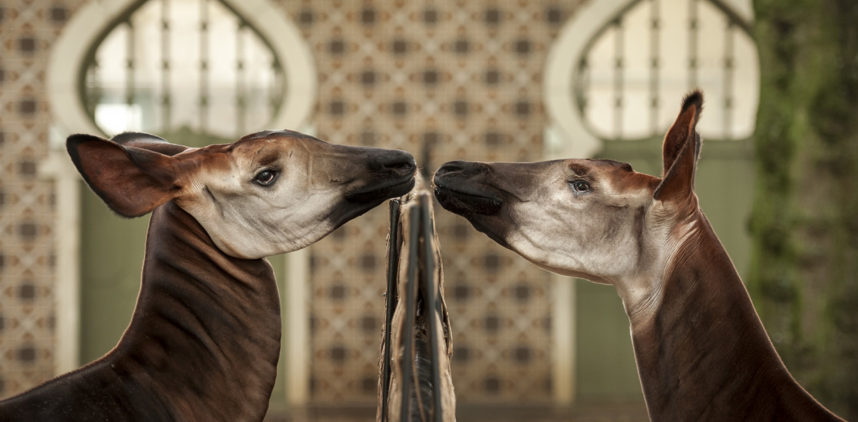 International Okapi Meeting