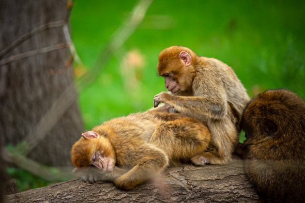 ZOO Planckendael / Jonas Verhulst