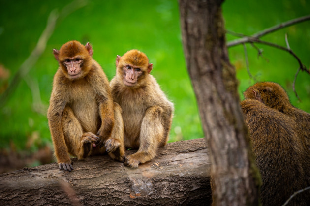 ZOO Planckendael / Jonas Verhulst