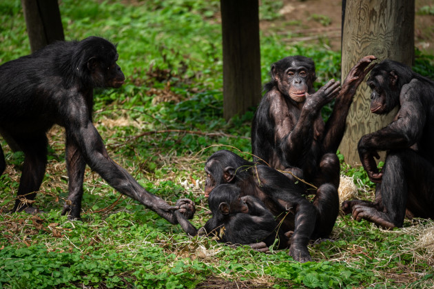 ZOO Planckendael - Jonas Verhulst