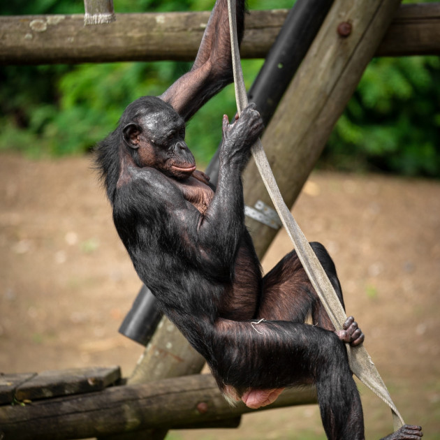 ZOO Planckendael - Jonas Verhulst