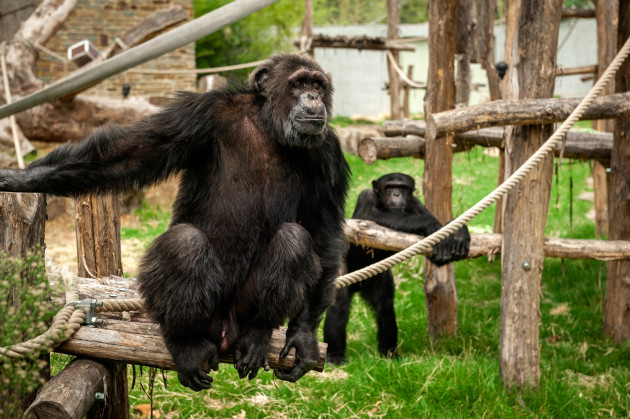 Chimpanzees in Antwerp ZOO / Jonas Verhulst