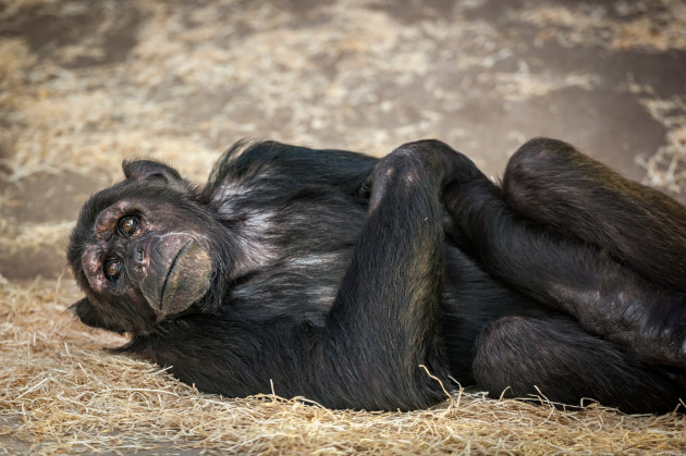 Chimpanzees in Antwerp ZOO / Jonas Verhulst