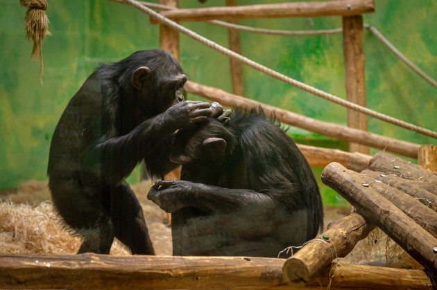 ZOO Antwerpen / Jonas Verhulst