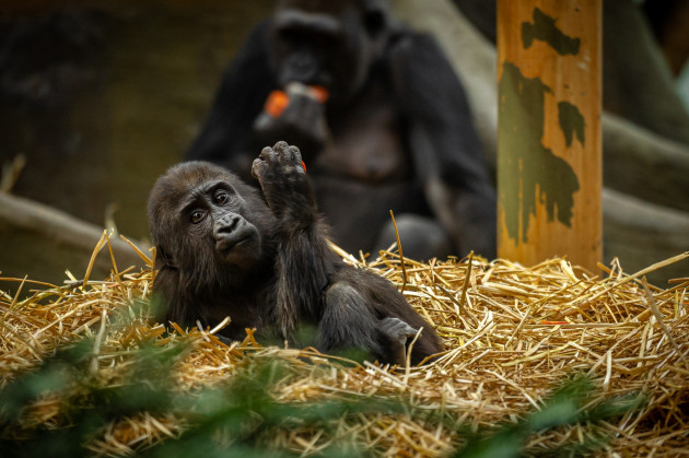 ZOO Antwerpen / Jonas Verhulst