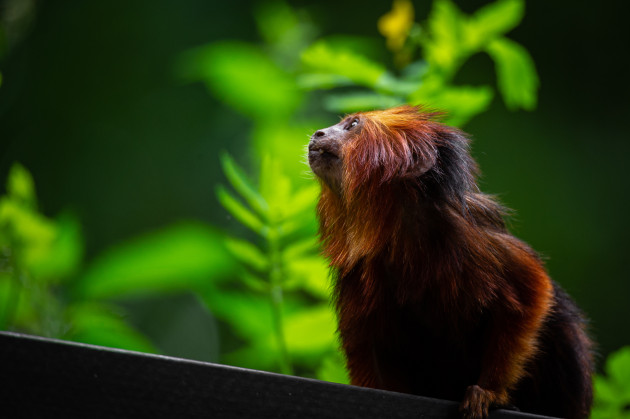 Planckendael ZOO - Jonas Verhulst