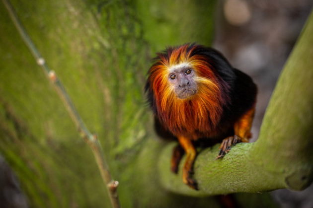 ZOO Planckendael - Jonas Verhulst