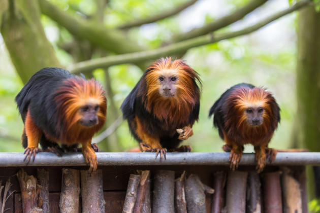 ZOO Planckendael - Steffanie Klaassen