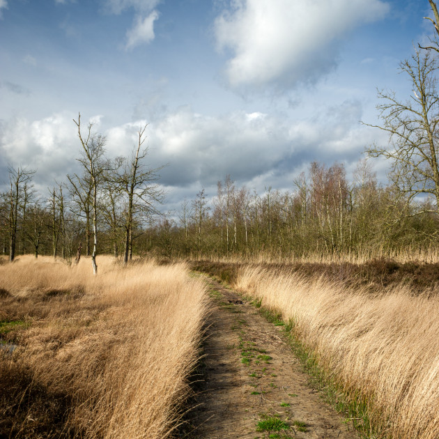 De Zegge / Jonas Verhulst