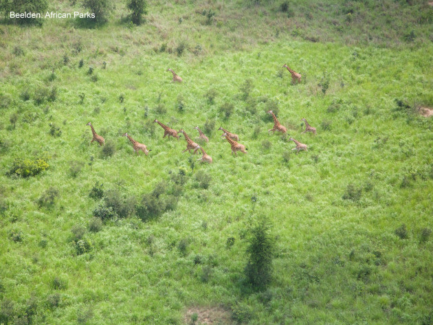 Copyright African Parks