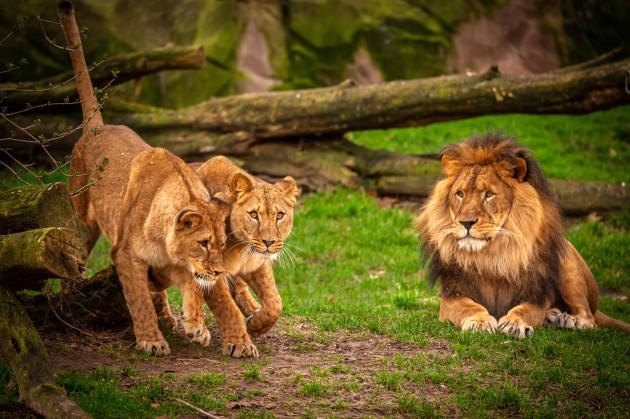 ZOO Antwerpen / Jonas Verhulst