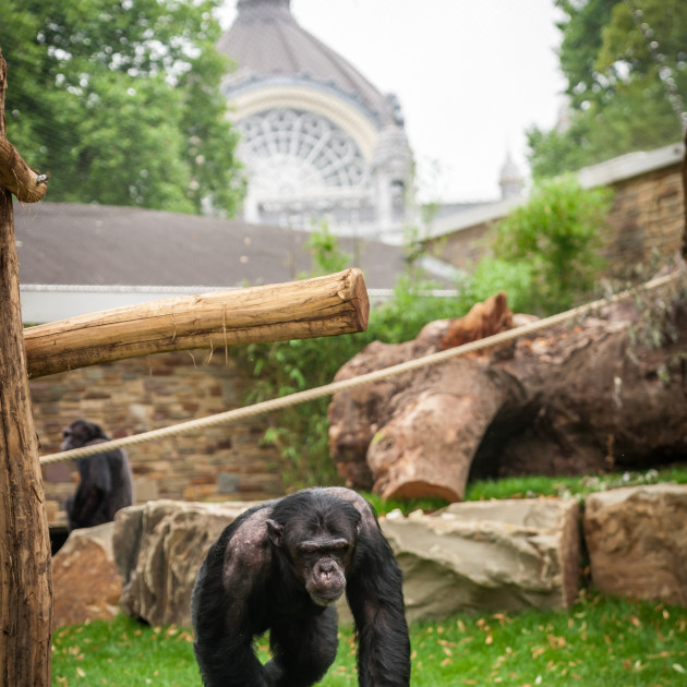 ZOO Antwerpen / Jonas Verhulst