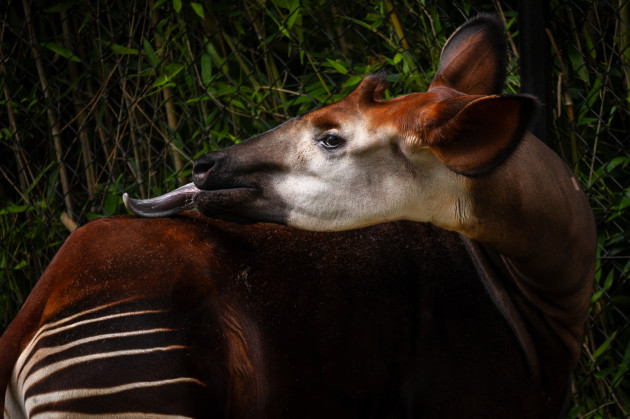 ZOO Science - Jonas Verhulst