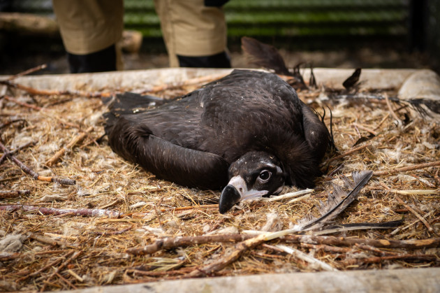 ZOO Planckendael / Jonas Verhulst