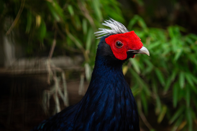 ZOO Antwerpen / Jonas Verhulst