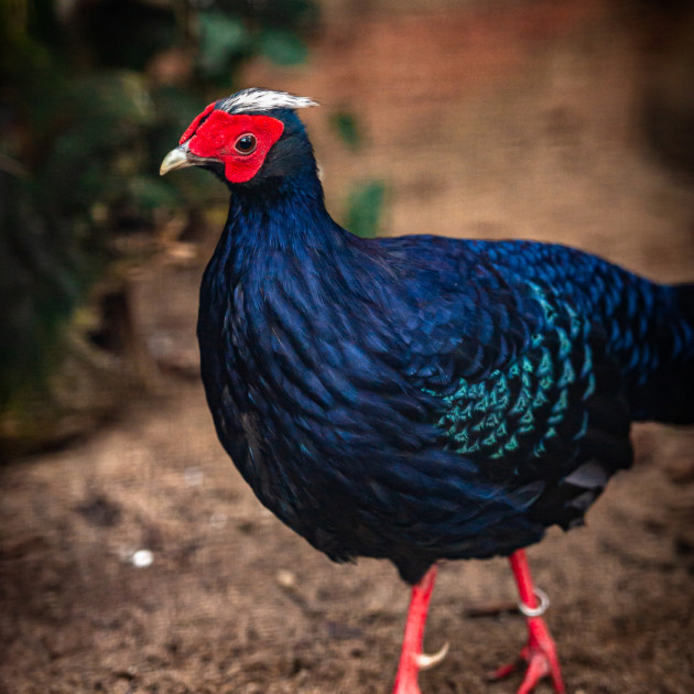ZOO Antwerpen / Jonas Verhulst