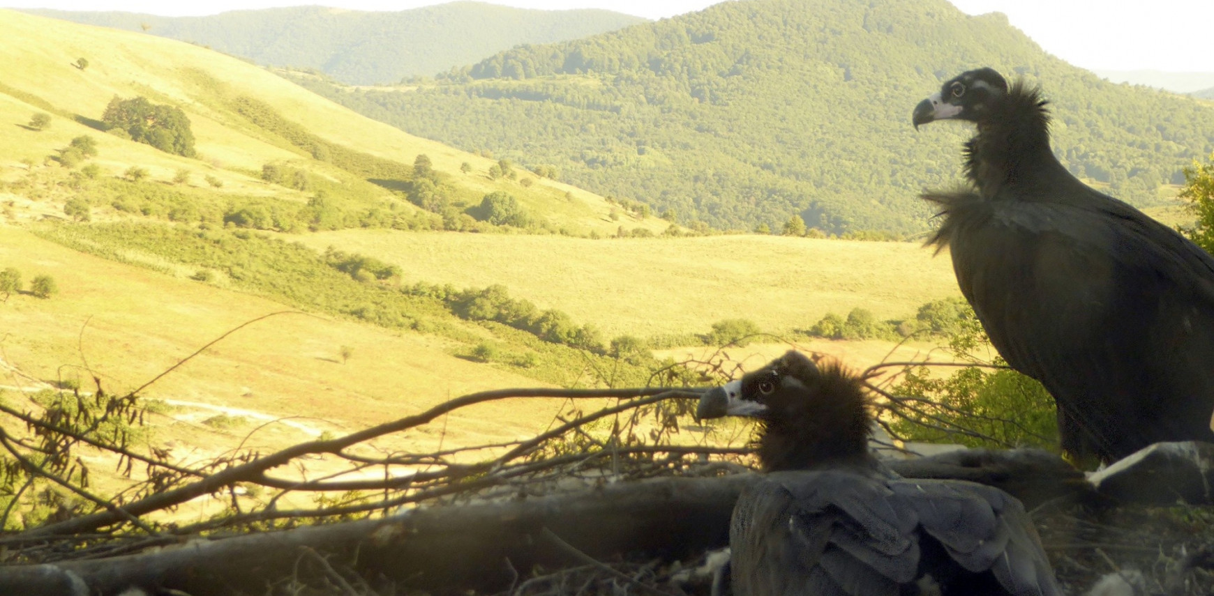 Gieren ZOO Planckendael nemen eerste vlucht in Bulgarije