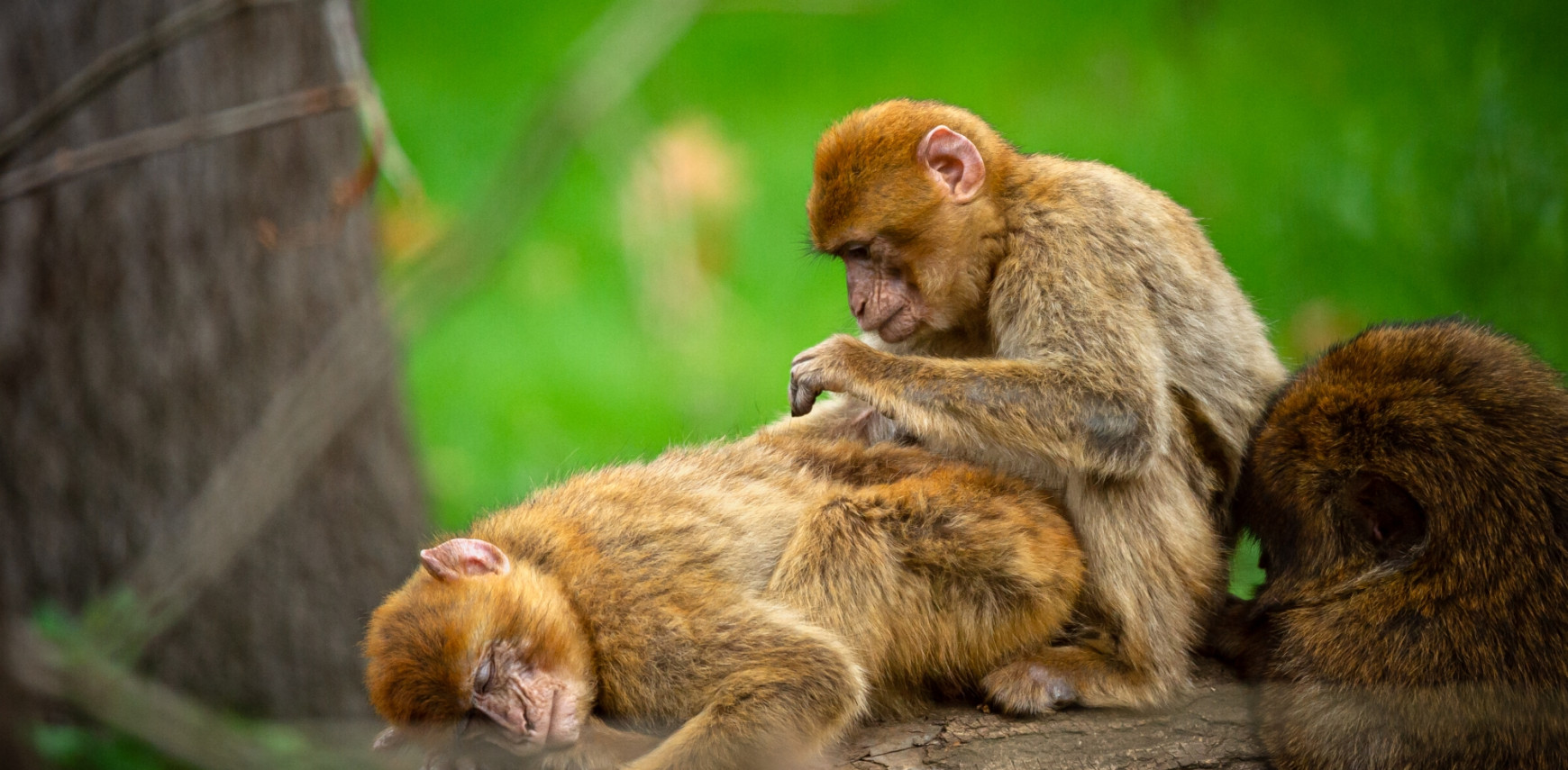 Blije berberapen op Werelddierendag: opgevangen berberapen vertonen weer natuurlijk gedrag in ZOO Planckendael  