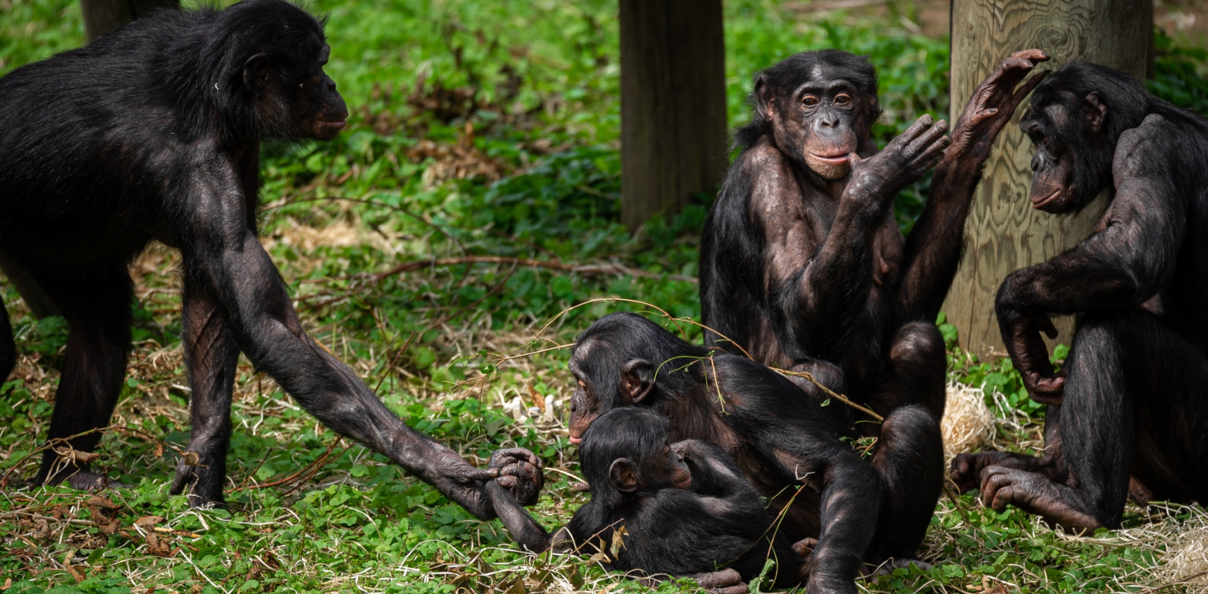 ZOO Planckendael onderzoekt emoties en samenwerking bij bonobo’s