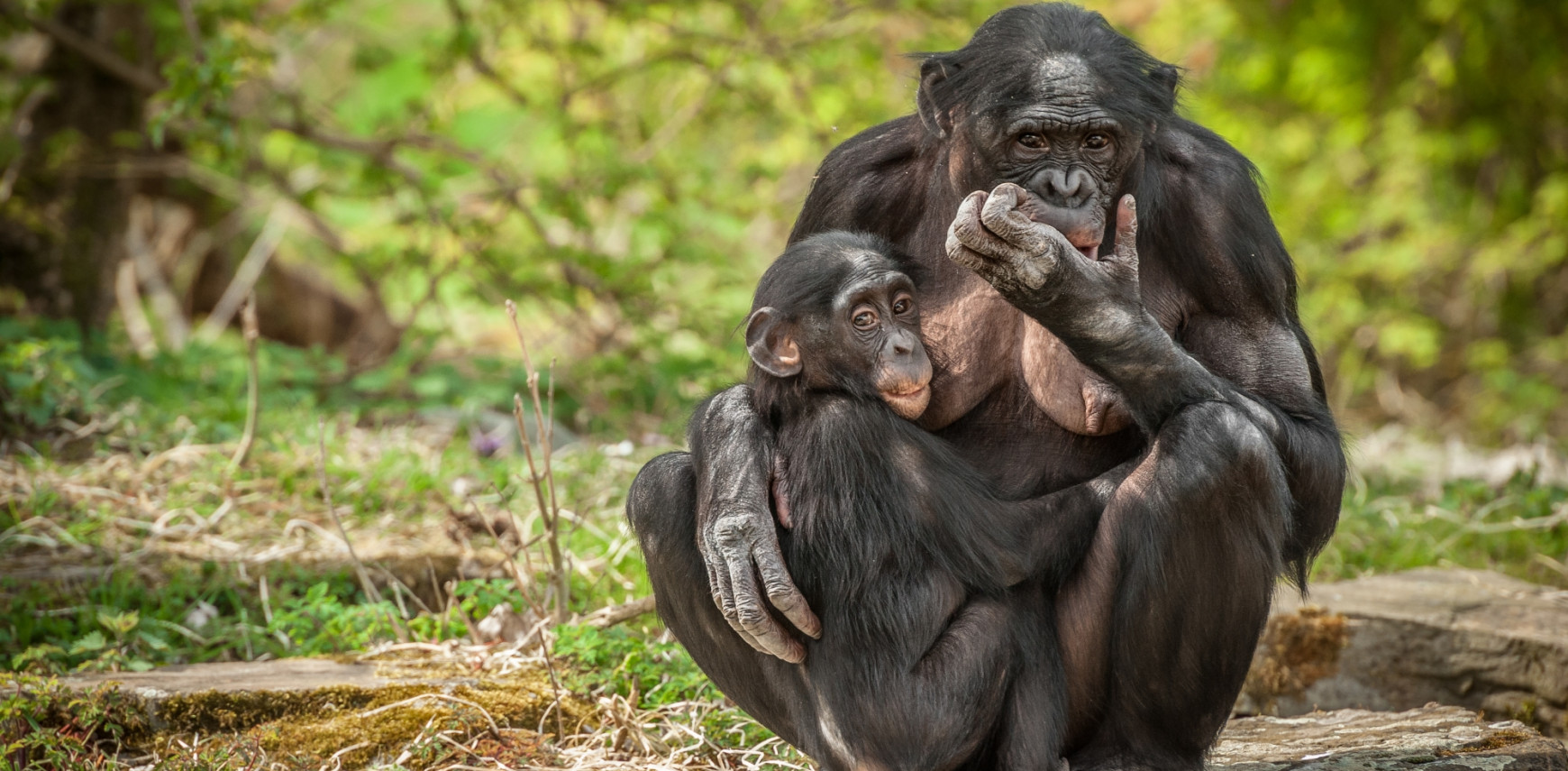 Bonobo