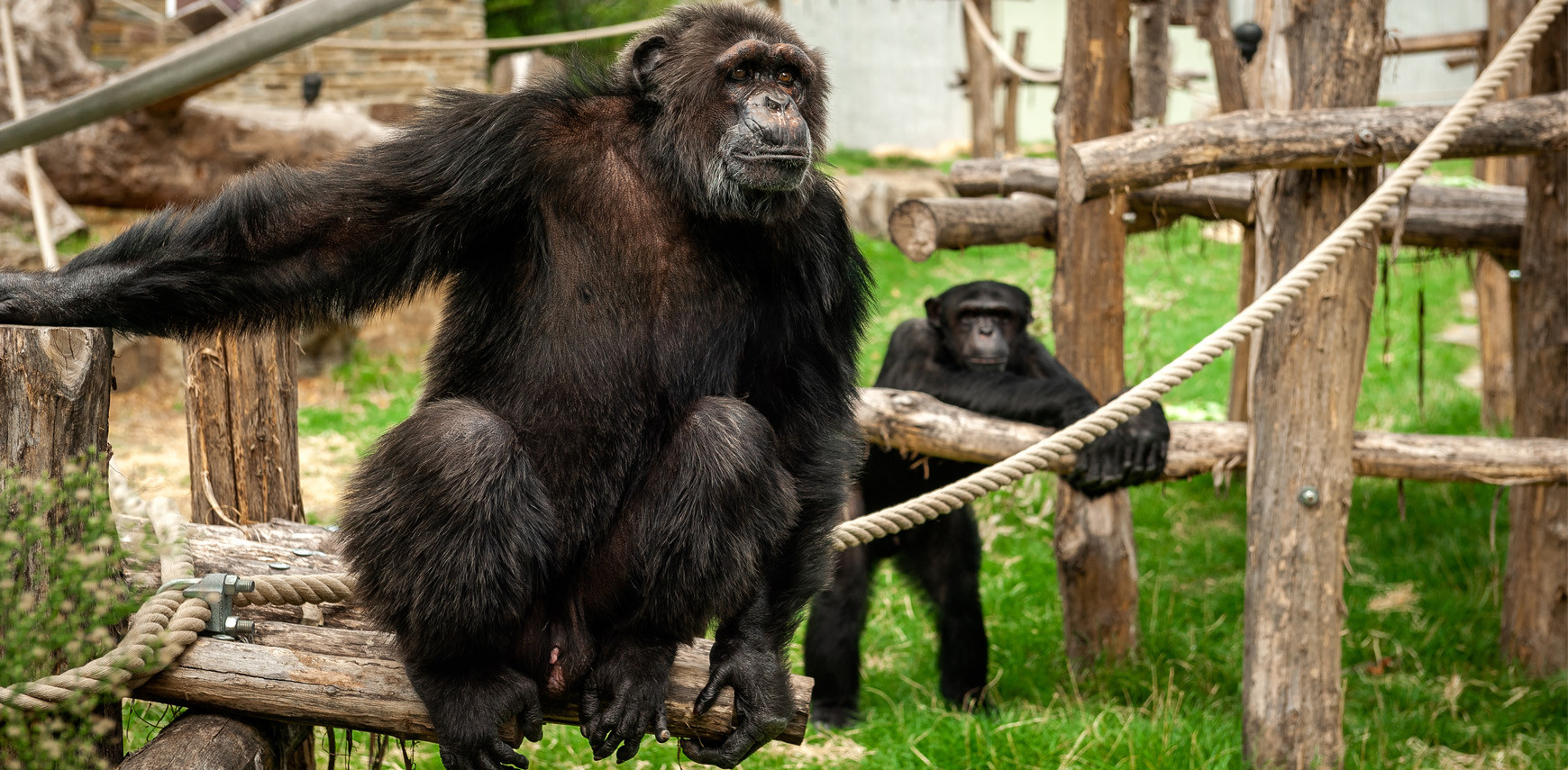 Chimpansees doen aan politiek en smeden cruciale coalities: “Het is uiterst belangrijk dat ze aan hun onderlinge relaties werken”
